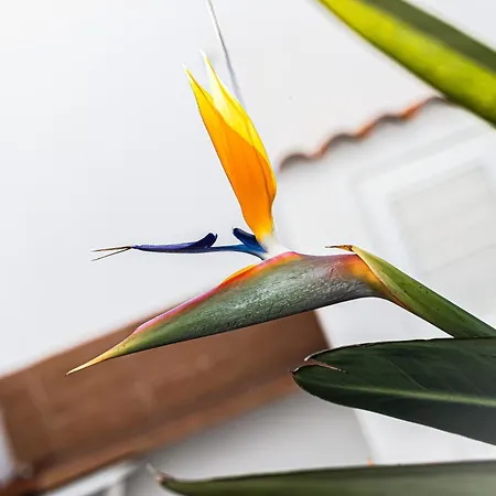 Santa Eulália Terrace